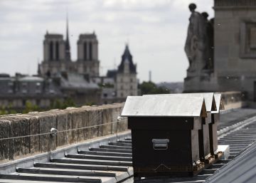 Las abejas de Notre Dame sobreviven al incendio