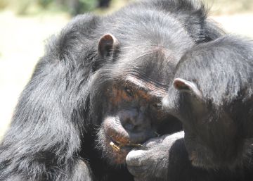 Los chimpancés saben darse pistas para urdir un plan