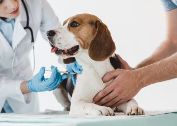 Ni a sus hijos ni a sus perros: el nuevo peligro del movimiento antivacunas son las mascotas