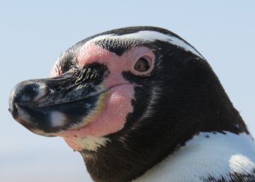 La ciudad de los 4.000 pingüinos