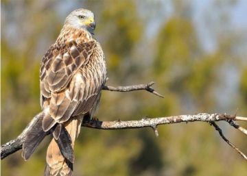 El milano real está al borde de la extinción en el sur de España