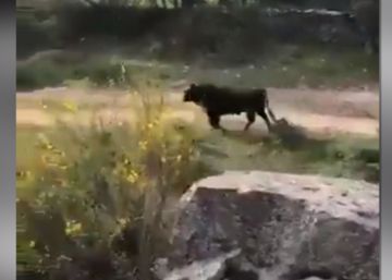 Un toro se escapa y daña tres coches de la Guardia Civil en Galapagar
