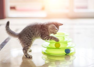Rascadores, circuitos y juguetes: 15 artículos para entretener a tu gato