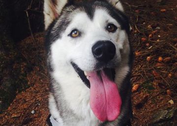 Una mujer deja a su perra en una guardería canina y se la devuelven muerta en un paquete