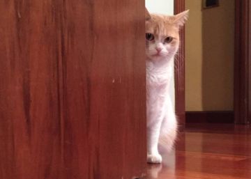 Mi gata y las cinco formas de atacar una puerta prohibida