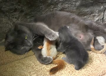 Pusha, la gata madre de cuatro ardillas