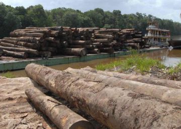 ¡Europa, para de importar deforestación!