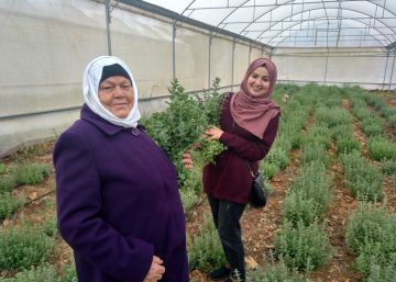 Las mujeres que han creado una comunidad alrededor del tomillo