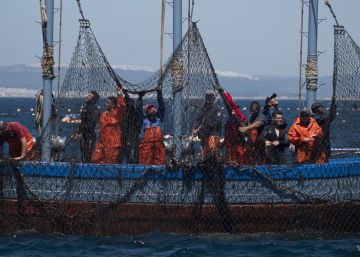 El arte milenario de la pesca del atún se repite en Cádiz