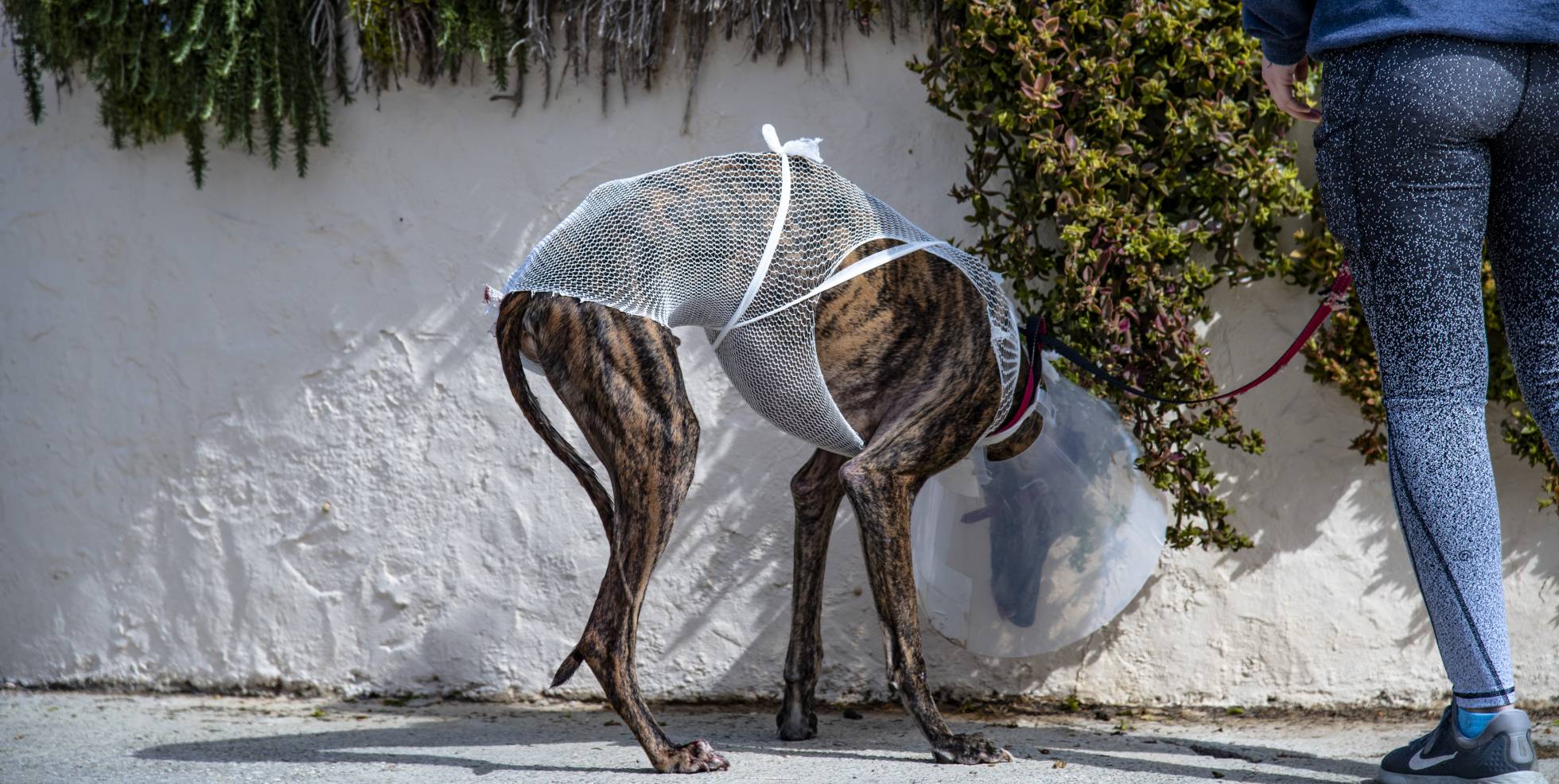 Maltés, uno de los galgos que forman parte de la gran familia de la FBM