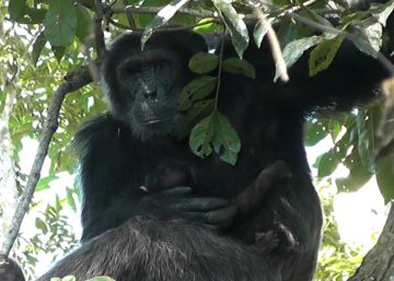 El jefe chimpancé que acunó a la bebé en lugar de matarla