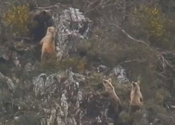 El momento que desencadena la emancipación de dos crías de oso
