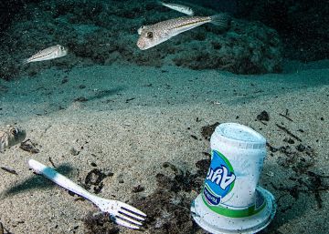 Más especies invasoras por culpa del plástico en el mar