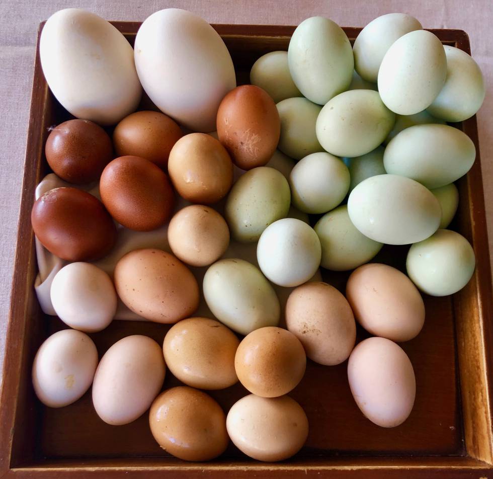 HUEVOS DE DISTINTAS RAZAS PONEDORAS EN LOS DESAYUNOS DE SON JAUMELL CAPEL