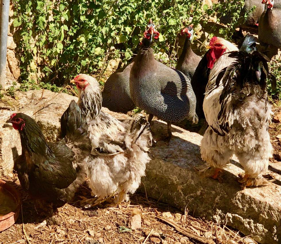 DISTINTAS RAZAS EN EL CORRAL DEL HOTEL RURAL PREDI SON JAUMELL CAPEL