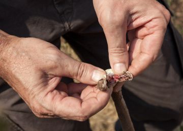 Cuatro pasos para acabar con las picaduras de serpiente