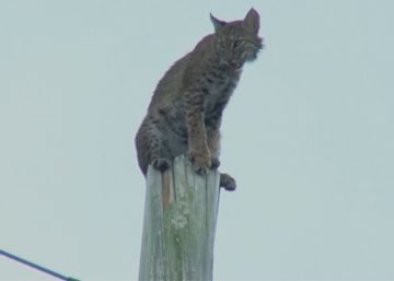 El rescate de un gato montés encaramado a un poste de la luz