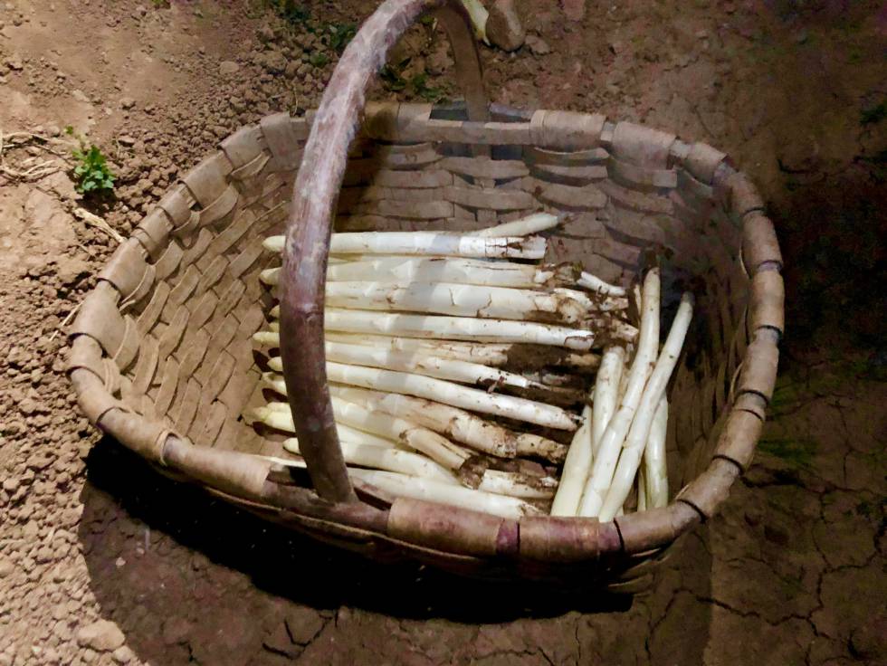 RECIÉN RECOLECTADOS CAPEL