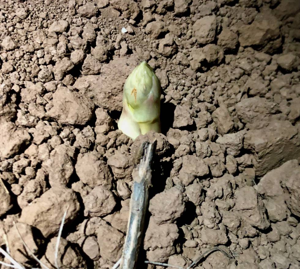 UN BROTE A LA LUZ DE LAS LINTERNAS CAPEL