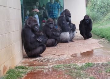 A curiosa reação de um grupo de gorilas diante da chuva