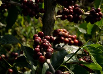 El café entra en crisis
