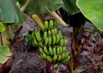 El hombre que repobló su pueblo gracias a naranjos y bananeros