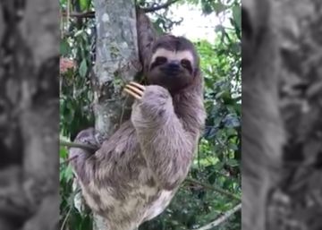 Un oso perezoso saluda y sonríe a su salvador al ser rescatado en una carretera