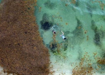 A alga que escurece a vida no Caribe mexicano