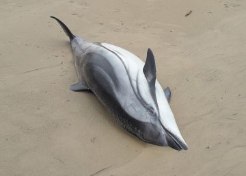 Hallados 14 delfines muertos en una playa de Cantabria