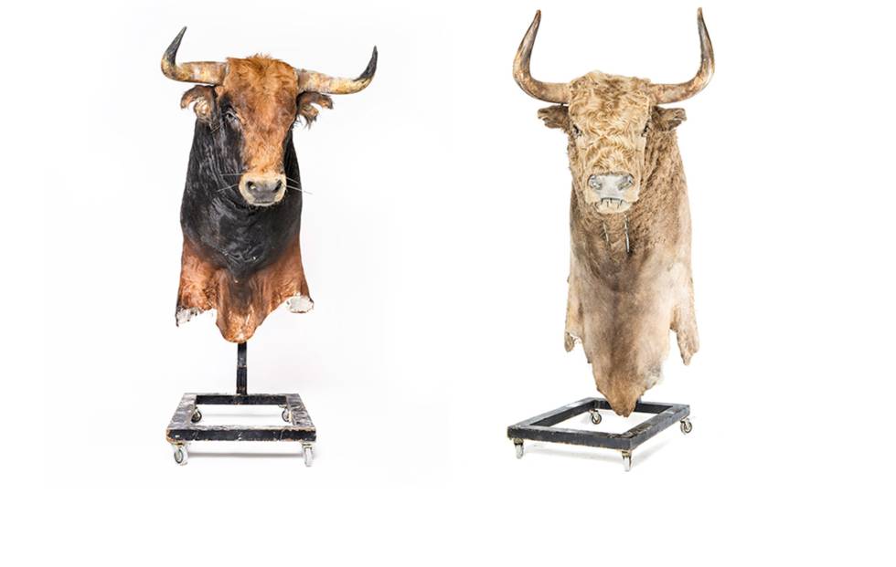 Cabezas de toro inmortales o la fascinación y controversia de la fiesta