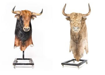 Cabezas de toro inmortales o la fascinación y controversia de la fiesta