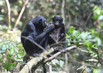 Las bonobas ayudan a sus hijos a ligar