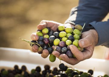La parábola de la aceituna negra