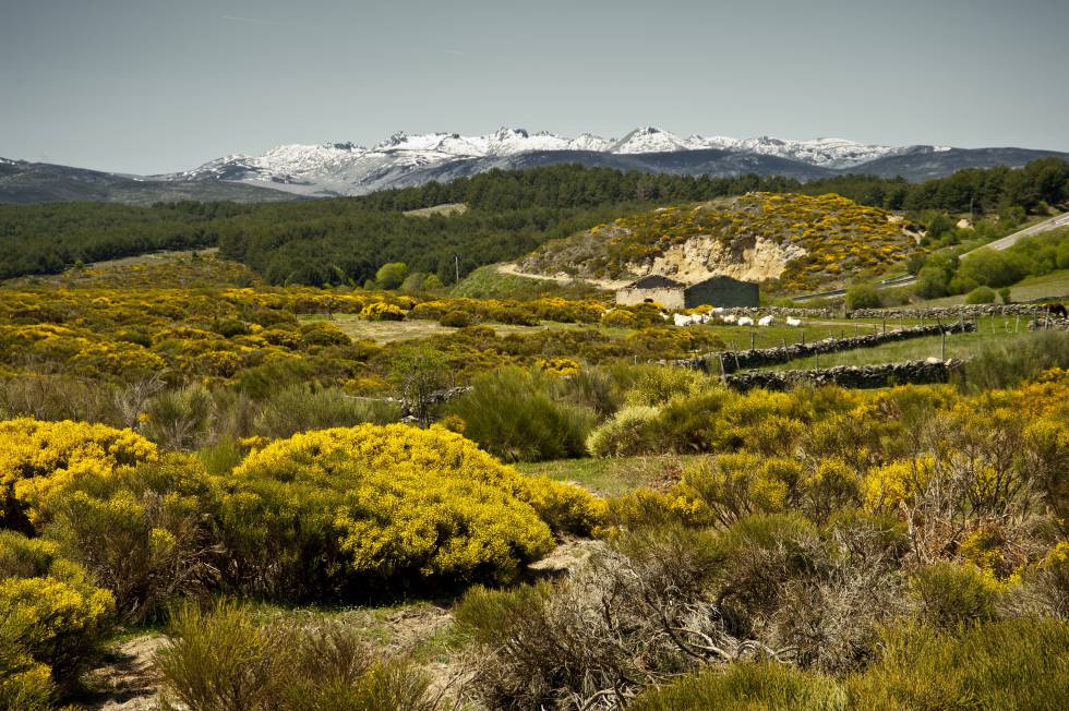 Piornos en flor al norte de la sierra de gredos.