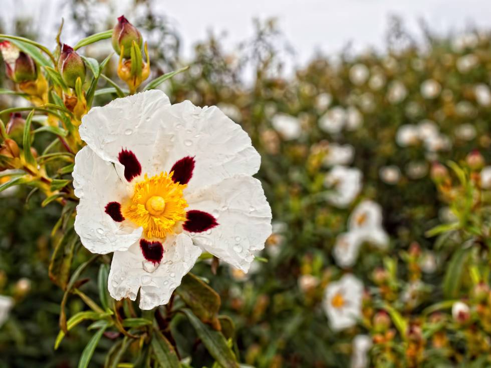 El florecimiento del cistus (Cistus ladanifer) ocurre entre abril y junio.