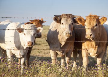 Cereales para alimentar la granja de España