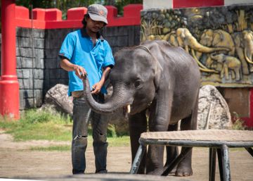 La triste muerte de Dumbo, una cría de elefante con malnutrición severa del zoo de Phuket