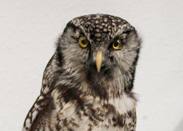 Ocho especies de aves no se ven en España desde antes de 1950
