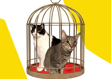 “¿Es posible que haya secuestrado a dos gatos?”