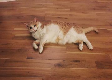 Sí, mi gata pasa de mí ¿y qué?