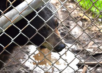 El dueño de un zoo de Canadá, detenido por “crueldad y negligencia animal”