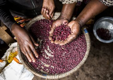 La ONU lanza un plan para impedir que los pequeños agricultores pasen hambre