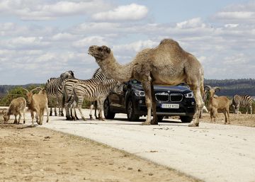 África, a media hora del centro