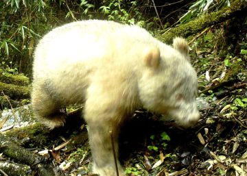Avistado un oso panda albino en una reserva china