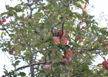 La Ruta de la Seda: este es el origen de las manzanas