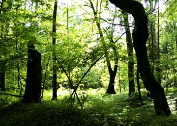 La batalla por salvar el bosque primitivo de Bialowieza