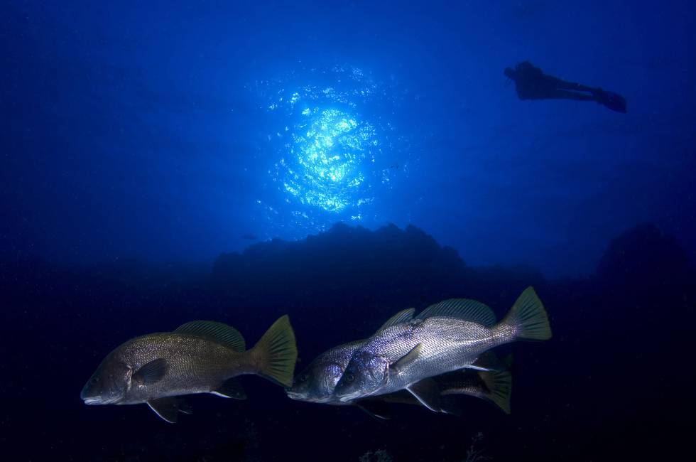 Escena de buceo en el cabo de Palos (Murcia).