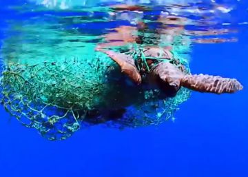 La tortuga 'Guerrero' vuelve al mar después de tres meses de recuperación