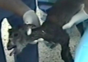 El día en que ‘resucitaron’ una especie