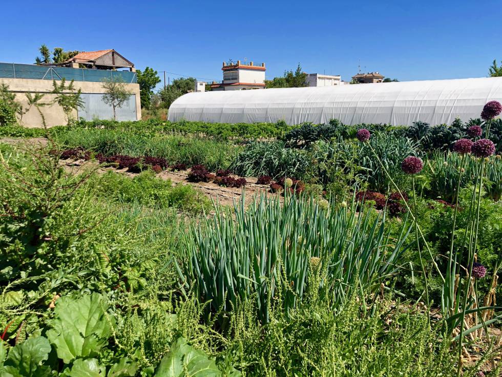 El navazo Cultivo Desterrado con su invernadero Capel